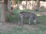 Thumbnail Zebra in a zoo