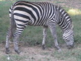 Thumbnail Wild zebra