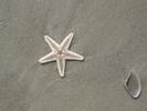 Thumbnail Dead Star Fish