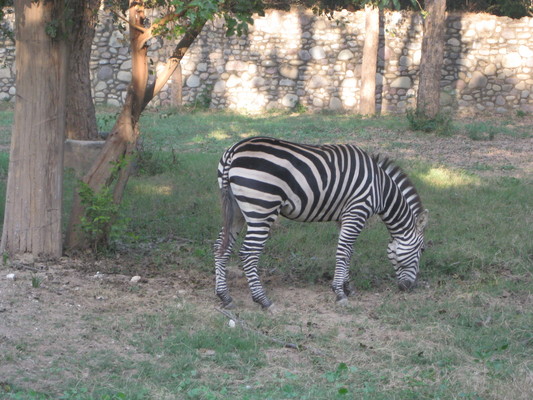 Product picture Zebra in a zoo