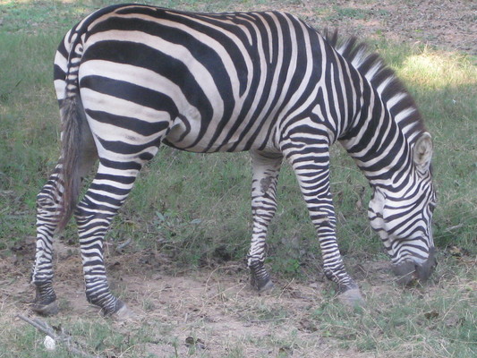 Product picture Wild zebra