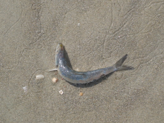 Product picture Dead Sea Fish